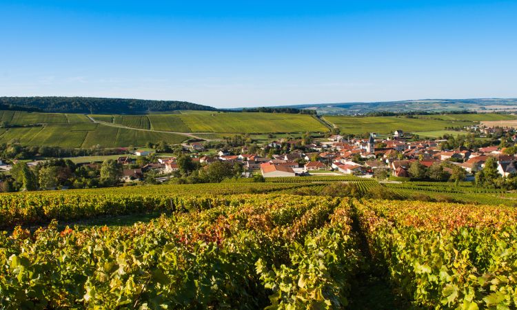 Best Champagne Tours from Paris: A Toast to French Elegance