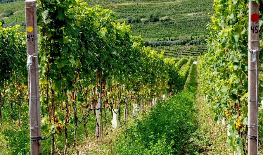 Scenic Vineyards of Burgundy, France