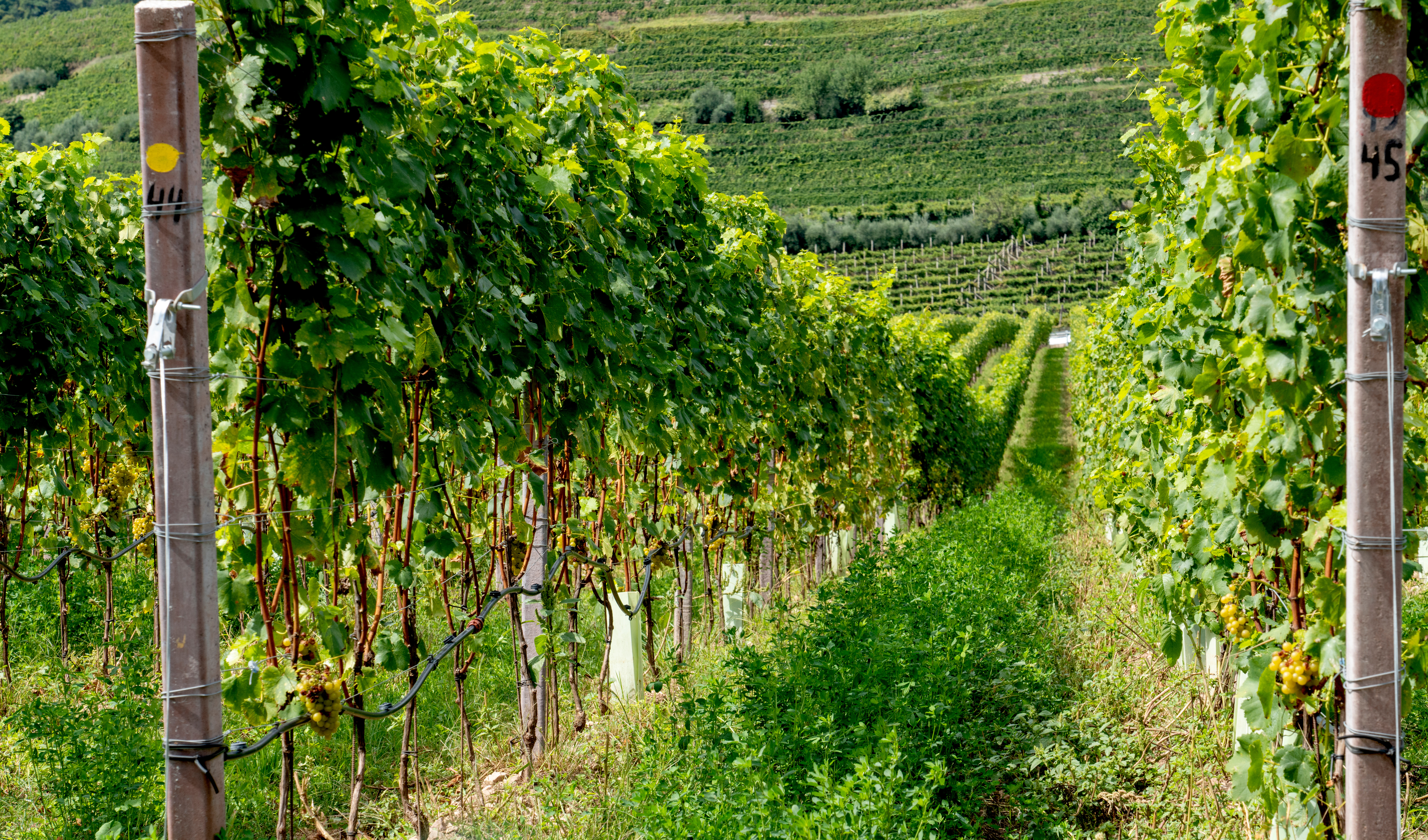 Scenic Vineyards of Burgundy, France